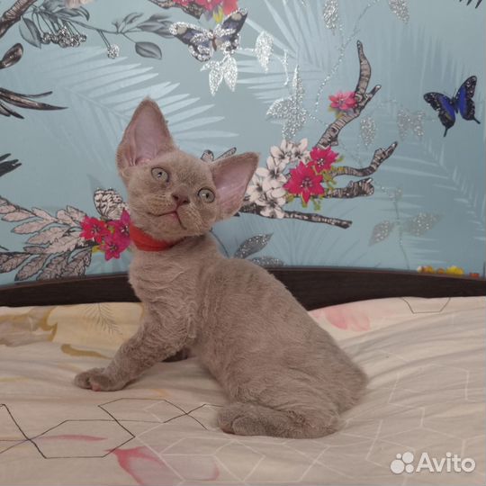 Котята Девон-Рекс