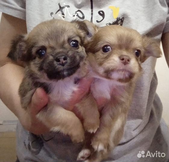 Щенки чихуахуа