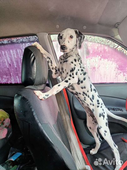 Долматинец