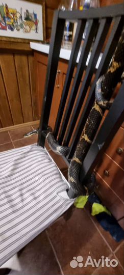 Амурский полоз