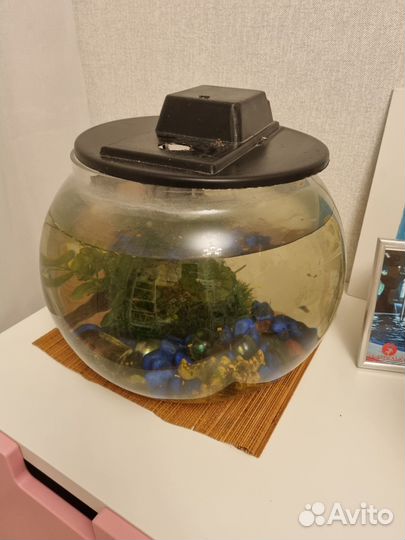 Аквариум