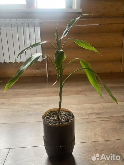 Драцена бамбук