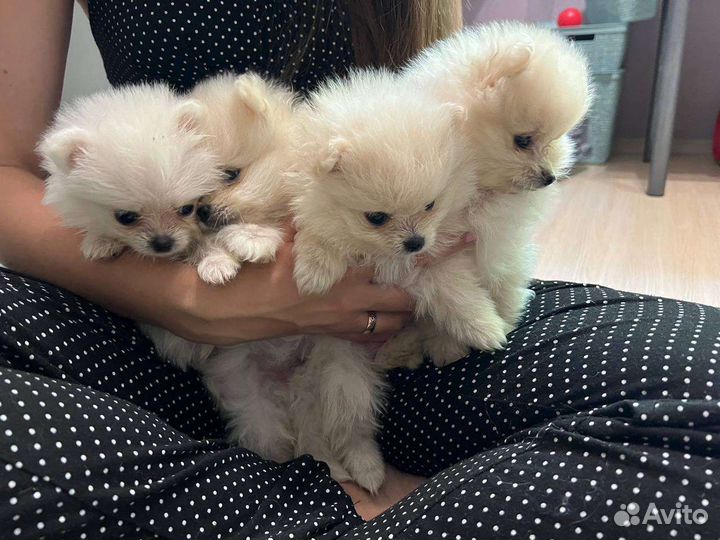 Щенки померанского шпица