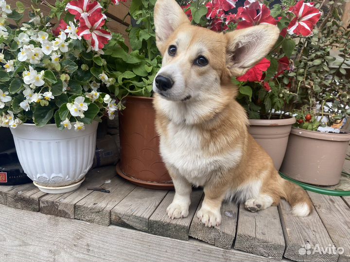 Девочка Вельш -корги