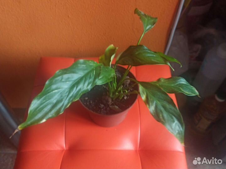 Спатифиллум