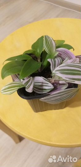 Традесканция двух видов