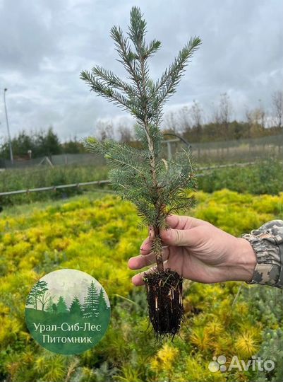 Сеянцы зкс Сосна Ель Лиственница окс Голуб Горн