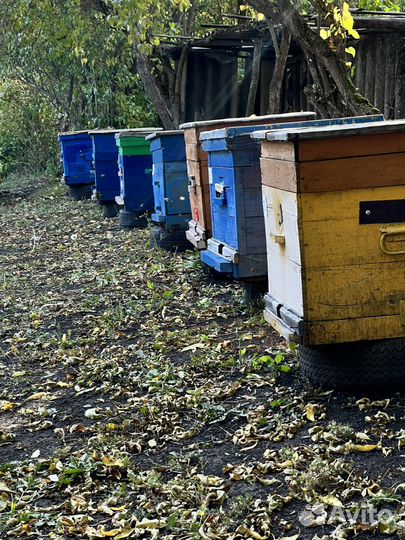Продается Пчелосемья с ульями и без