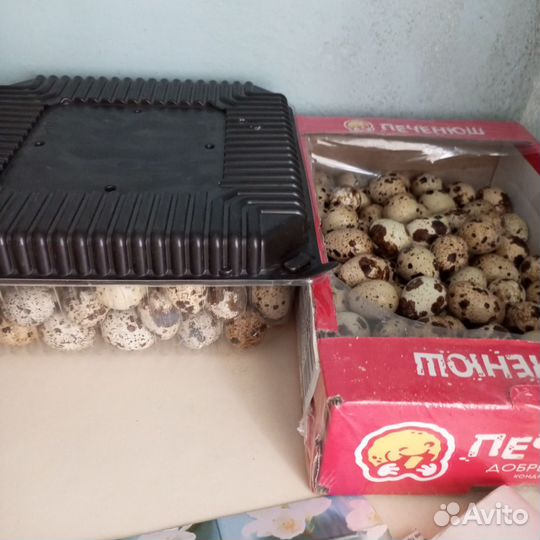 Яйца перепелиные инкубационное