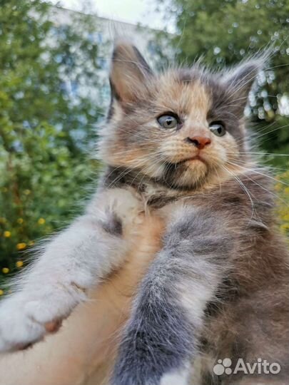 Котята Мейн-кун