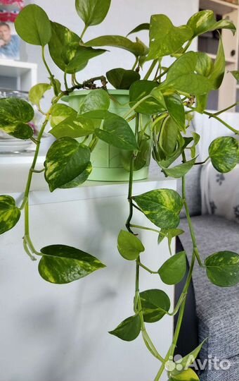 Сциндапсус