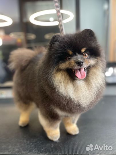 Грумер. Стрижки. Экспресс-линька. Выезд на дом