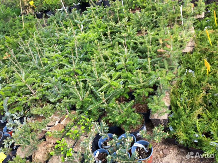 Пихта корейская из питомника растений