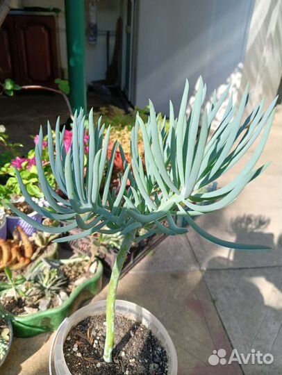 Сенецио(крестовник)