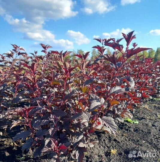 Пузыреплодник оптом