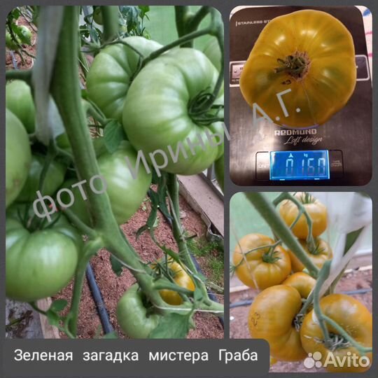 Семена томатов 