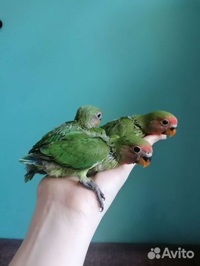 Неразлучник выкормыш бронирую к ноябрю