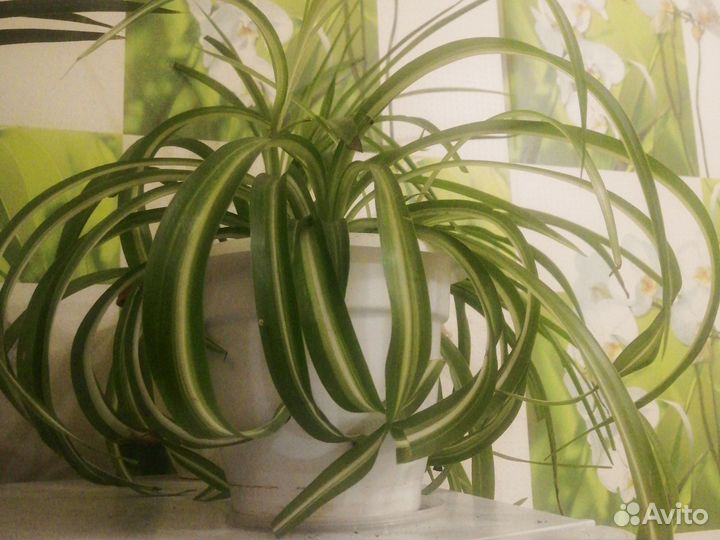 Папоротник нефролепис