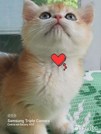 Золотые британские котята