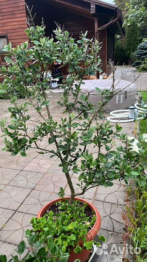 Фейхоа 3 года + 1 год в подарок