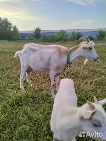 Коза дойная