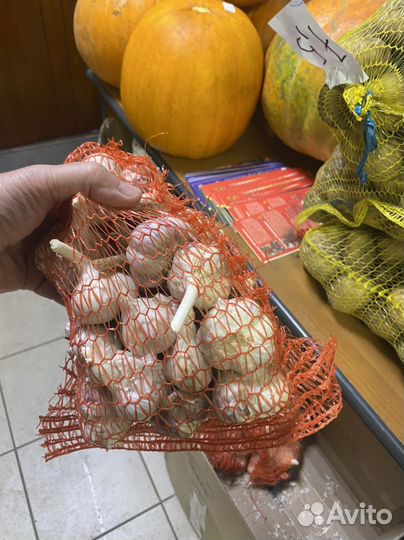 Чеснок на посадку