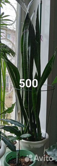 Комнатные растения