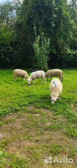 Овцы бараны
