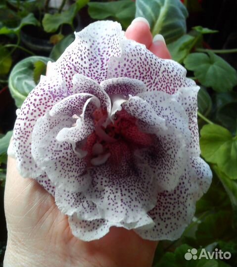 Листья глоксинии махровой, тигровой