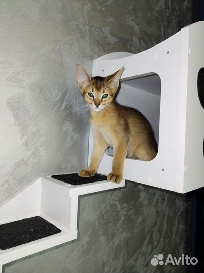 Абесинские котята
