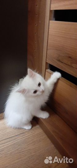 Котята турецкой ангоры