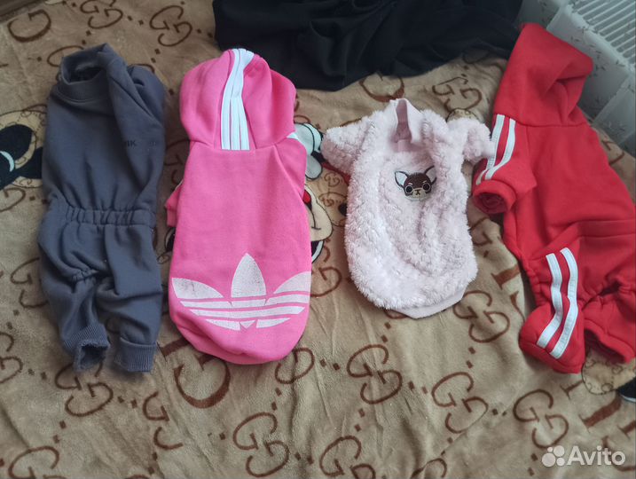 Одежда для собак мелких пород