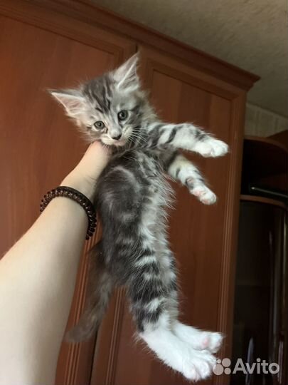 Котята мейн-кун