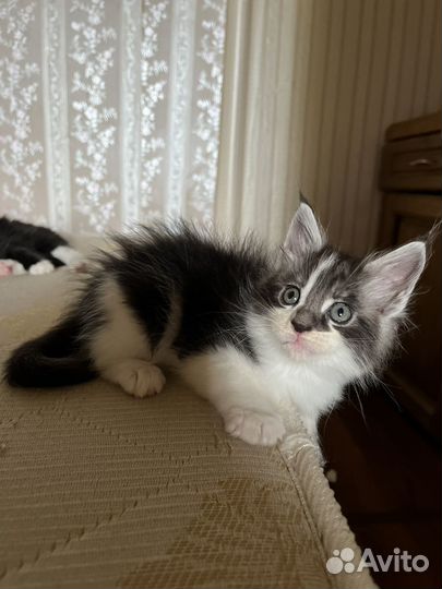 Котята мейн-кун