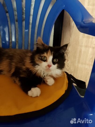 Кошка