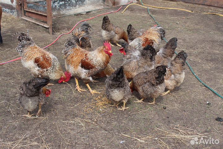 Инкубационное яйцо