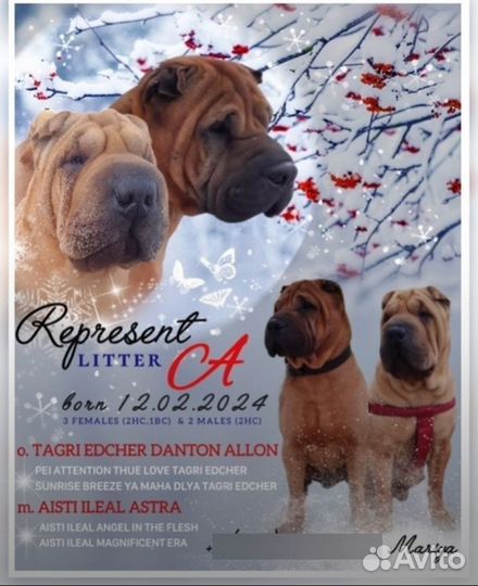 Щенки шарпея