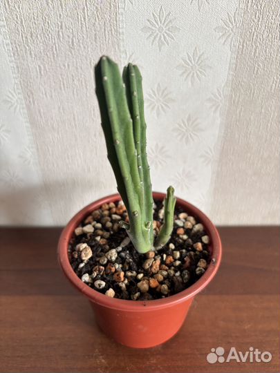 Стапелия Леендерца