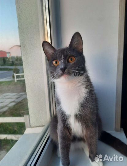 Кошечка ищет новый дом