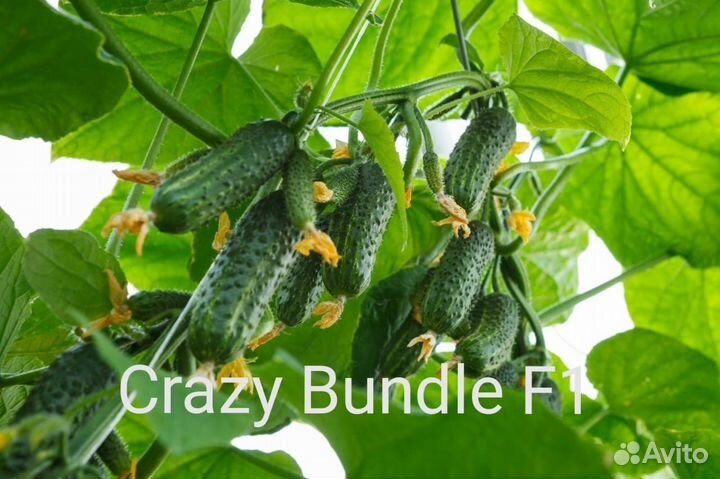 Семена огурца из Испании Crazy Bundle F1