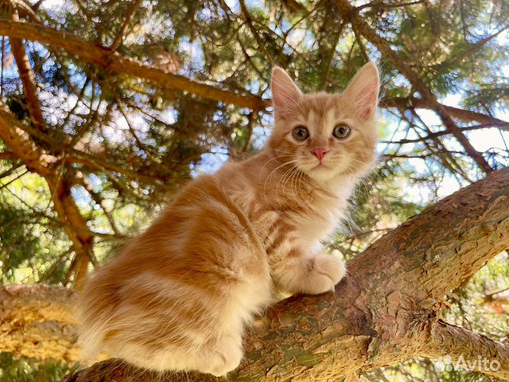 Кот красный мрамор из питомника