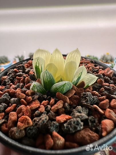 Суккуленты