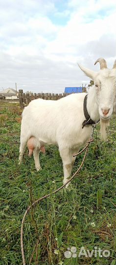 Зааненская коза