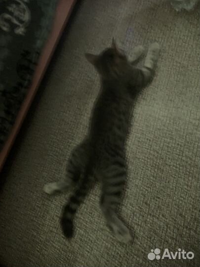 Кот в добрые руки