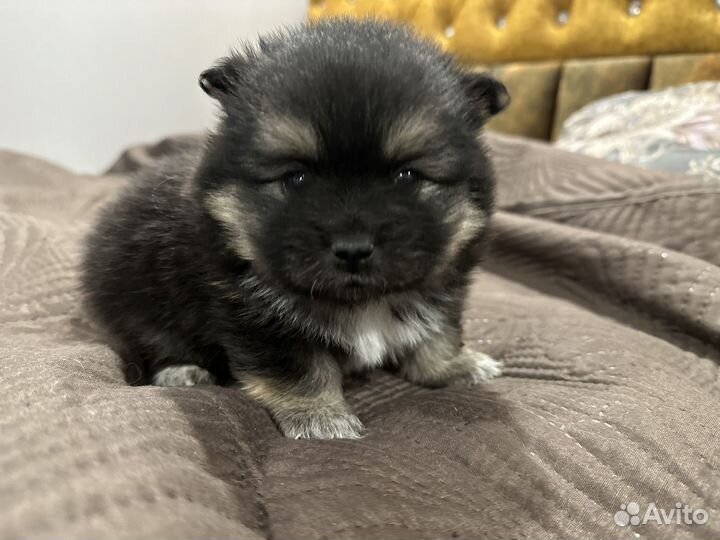 Щенки шпица