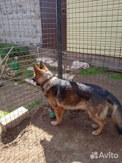 Собака вязка