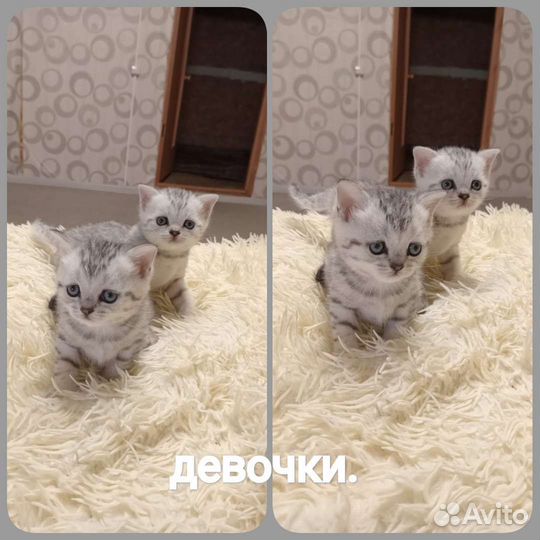 Шотланский котенок