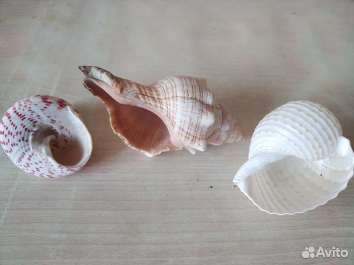 Ракушка большая морская