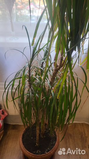 Драцена пальма