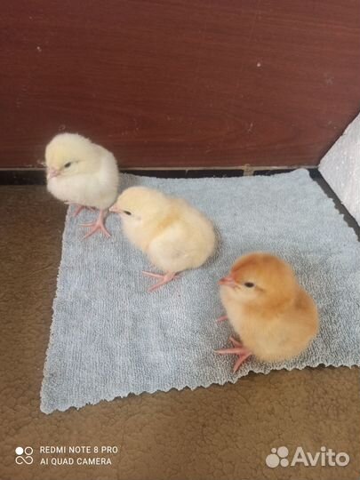 Ия русской хохлатой.Цыплята